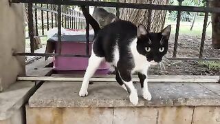 Mama cat and her super cute little kitten.
