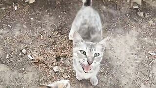 A Cute cat family that loves each other very much.