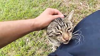 Wow, this handsome tabby cat is so sweet that it's impossible not to admire him.