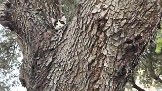 Cute little kitten sleeping on top of a tree.