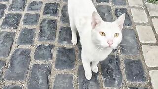 The poor white cat is so hungry that it is Meowing insanely, unable to bear the hunger.
