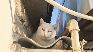 Whenever the Angry White Cat gets annoyed, she climbs up to the roof and rules her realm.