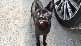 It’s the cutest cross eyed stray cat I’ve ever seen.
