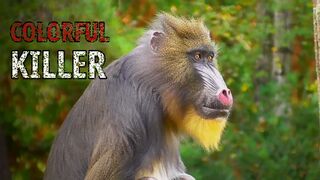 The Mandrill: The World's Most Colorful Killer
