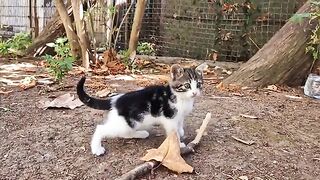 The Sweetest Stray Kitten With Blue Eyes and Endless Mischief.