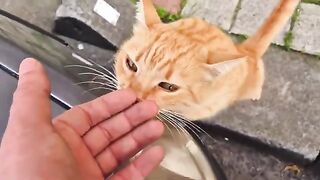 The Street Cat That Mesmerizes Everyone with Its Golden Fur.