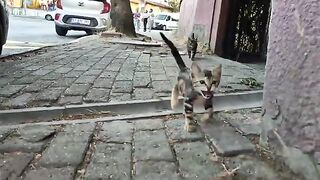 The little kittens that came running to me were very hungry.