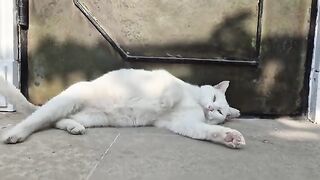 When other cats get near this angry white cat, she goes Crazy and Attacks everything.