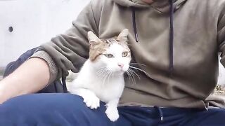 This Cat Loves Me! Always Sleeps on My Lap.