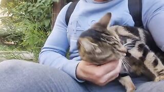 Cute blind stray cat hugs people when he sees them.