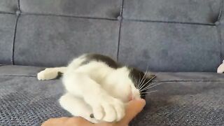 The kitten lost vision in one eye due to an illness, but now it's doing very well.