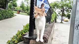 An affectionate orange alley cat.