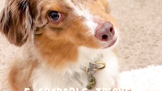 5 Insane Dog Tricks Your Pup Can Learn TODAY! 🐶⭐
