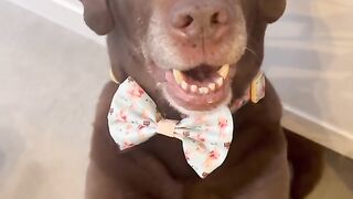 Old Dogs CAN Learn New Tricks?! 🐶✨ You Won't Believe This!
