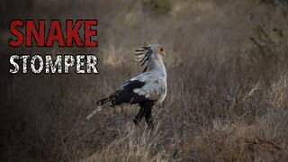 The Secretary Bird: The Bird That Stomps Snakes to Death