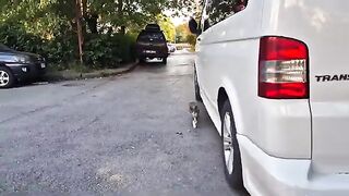 The squinty eyed cat comes to me with her friends and asks for food. 2