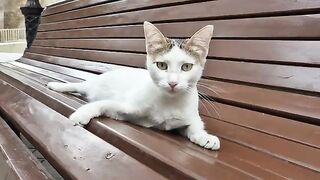 An adorable and inquisitive pregnant stray cat.