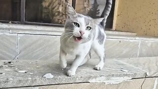 Poor street cats are so hungry that they are crying out loudly from starvation.