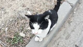 He’s hands down the most handsome tuxedo cat I’ve ever seen.