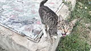 Stunningly beautiful and immaculate stray cats.