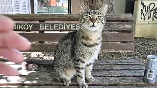 The cute tabby cat constantly climbing into my lap, begging for food.