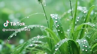 nature sound relaxation 4