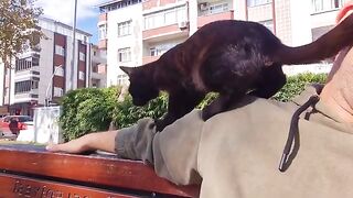 Cute Black Cat Climbs on My Back and Gives My Arm a Massage.