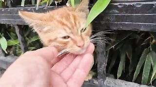 Soft mini orange kitten with fluffy fur (veya fluffy fur.