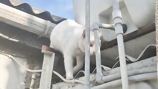 Angry White Cat stubbornly refuses to give up and won't come down from the roof.
