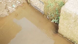 Ikan mas boban