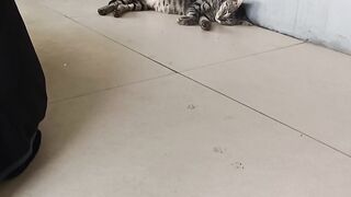 The mother cat is relaxing and lying down while her kitten plays with the lady.