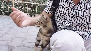 The World's Friendliest Street Cat