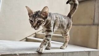 A tiny, hungry kitten is waiting for me in the same spot every morning.