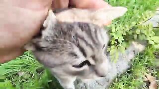 Like a Tractor When a Cat Purrs Out of Pure Happiness.