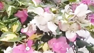 Bougenville dua warna