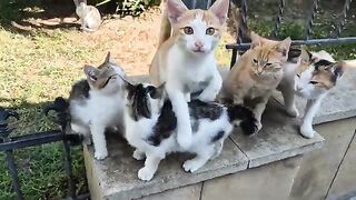 This Hungry Cat family kept Meowing Insistently Until I fed Them.