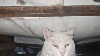 The Angry White Cat is both very sweet and very angry