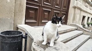A tuxedo cat standing by the roadside, waiting for people to feed it.