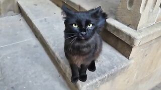 ​A cute black cat with silky long fur.