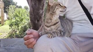 The Friendship Between a Human and a Pregnant Street Cat.