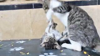 The crazy kitten attacks every cat that comes its way.