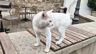 The perfect cat couple, both of them are amazingly cute and friendly.
