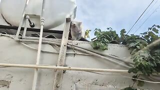 The Angry White Cat doesn't want to come down from the roof until the other cats leave the yard.