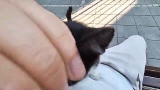 The kitten is looking into my eyes, saying it needs love and affection.