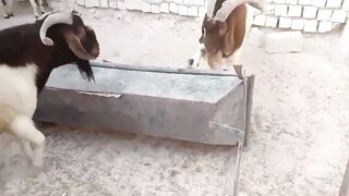 Goat Panic Time 2