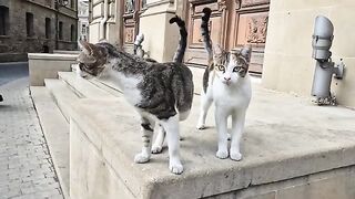 These Cats Will Literally Melt Your Heart.
