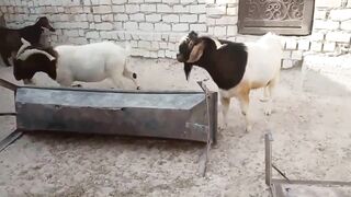 Super Fast Goats 2