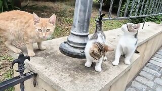 Little kittens in need of love and hungry.
