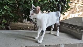 I have never seen a cat with such beautiful orange eyes before.