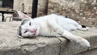 Wow, this is one of the cutest and most friendly street cats I've ever seen.